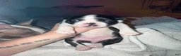 Boston Terrier dogs for sale: Boston Terrier 2 (Leia) - Ad 27