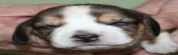 Beagle dogs for sale: Gail - Ad 3