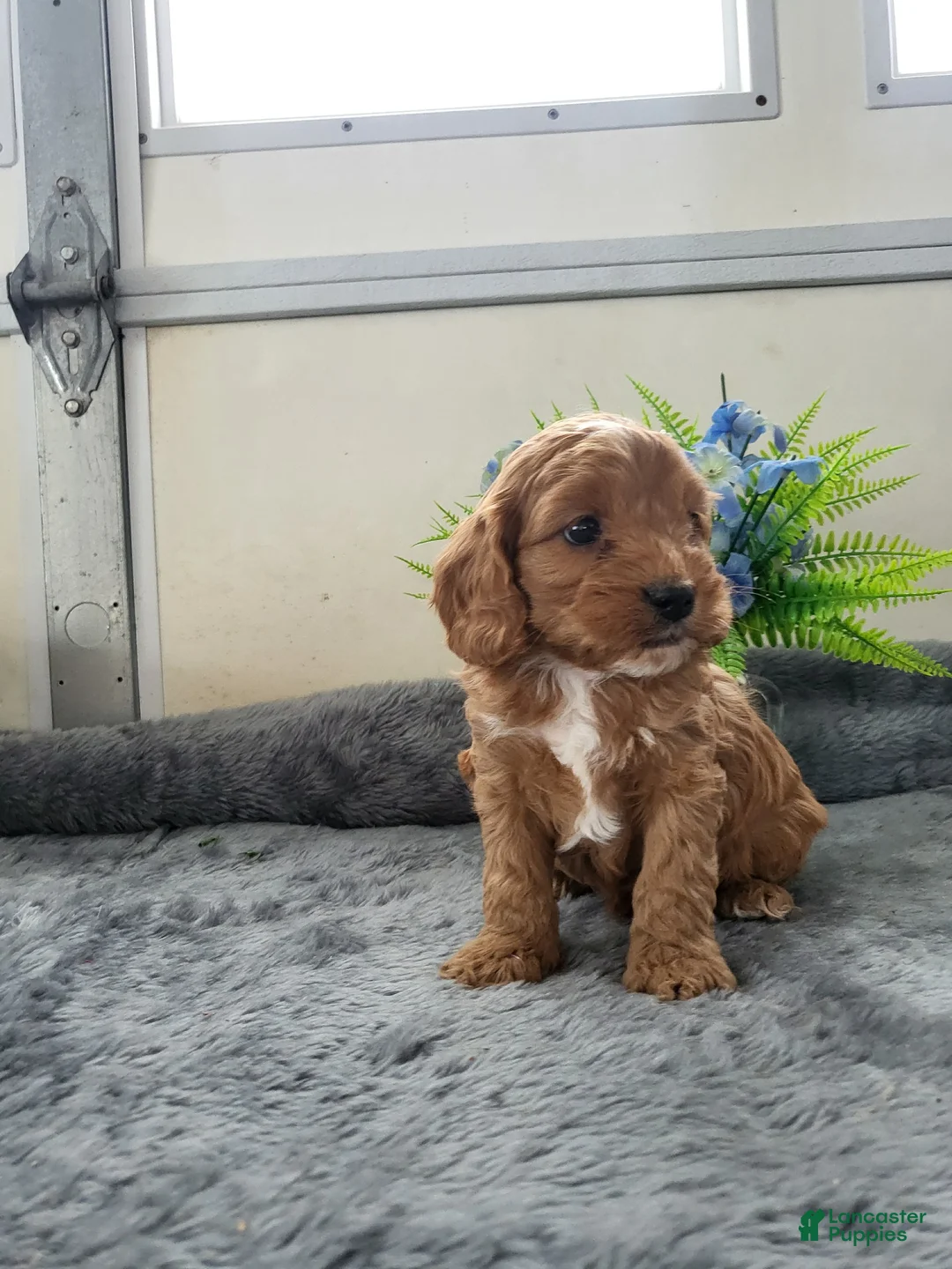 Cavapoo dogs for sale: Cavapoo Puppy 1 Casper - Ad 1