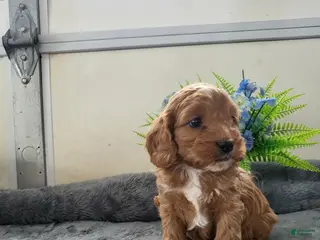 Cavapoo dogs Cavapoo Puppy 1 Casper - Ad 11