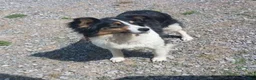Mixed Breed dogs for sale: Aussie border collie - Ad 4