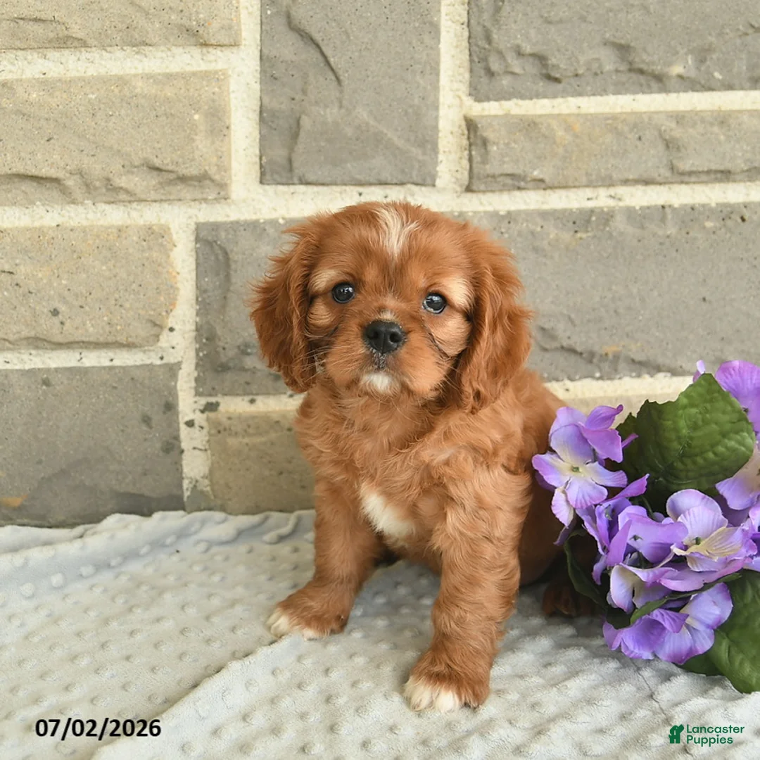 Cavalier King Charles Spaniel dogs for sale: Lancelot - Ad 2
