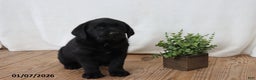 Labrador Retriever dogs for sale: Freddy - Ad 2