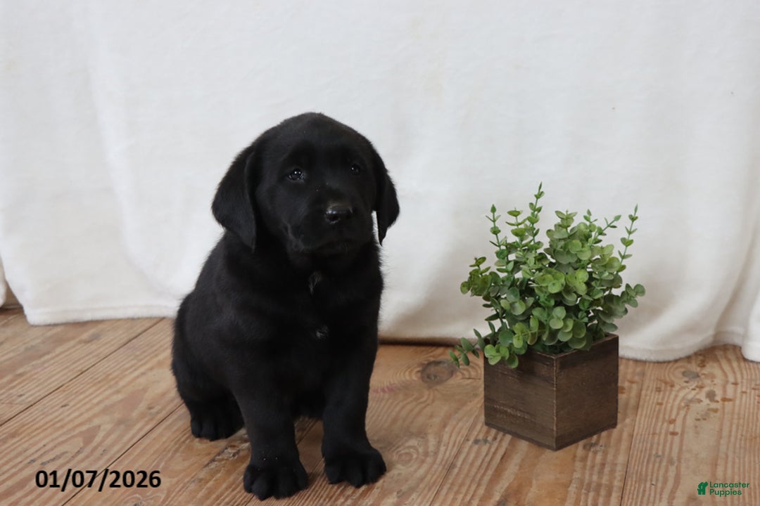 Labrador Retriever dogs for sale: Freddy - Ad 2