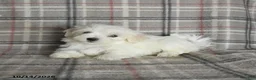 Maltese dogs for sale: Polly - Ad 2