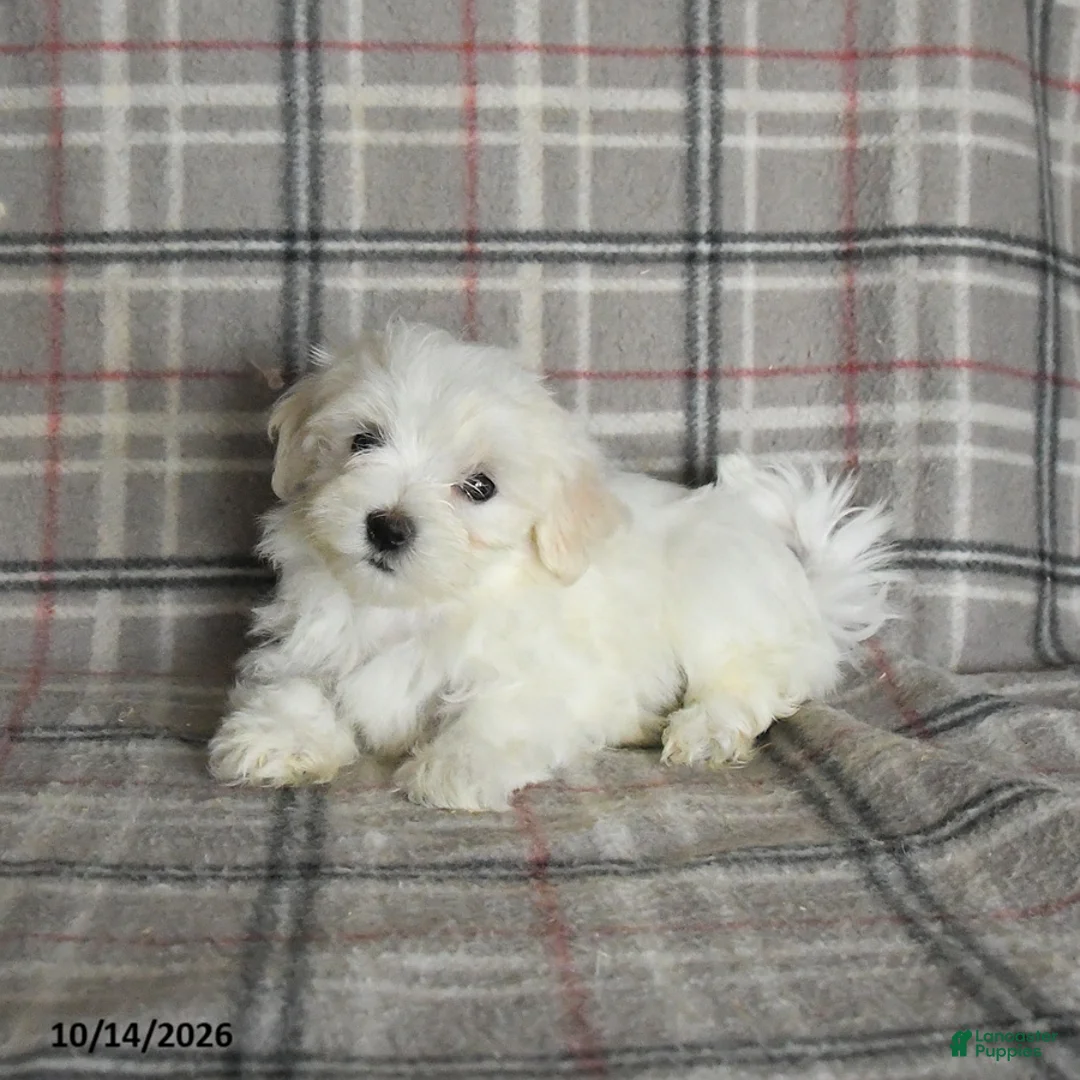 Maltese dogs for sale: Polly - Ad 2