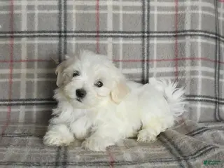 Maltese dogs Polly - Ad 2