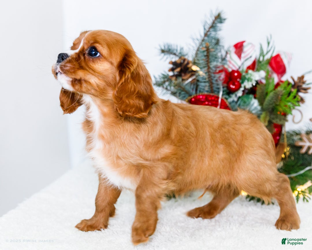 Cavalier King Charles Spaniel dogs for sale: Candy Cane - Ad 5