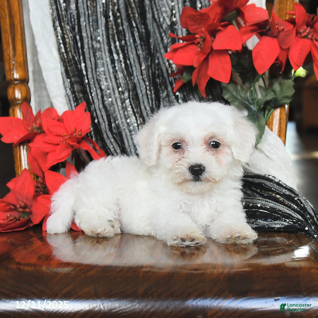 Bichon Frise dogs for sale: Dixie - Ad 4