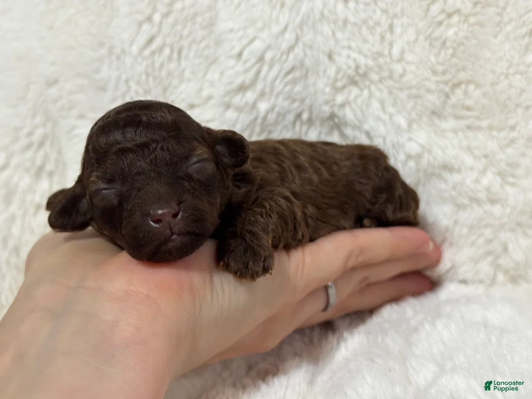 Toy Poodle dogs for sale: Elsie - Ad 2