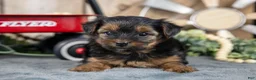 Yorkshire Terrier dogs for sale: Holly - Ad 3