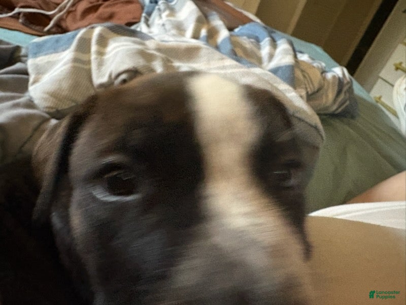 American Pit Bull Terrier dogs for sale: Romeo  - Ad 3