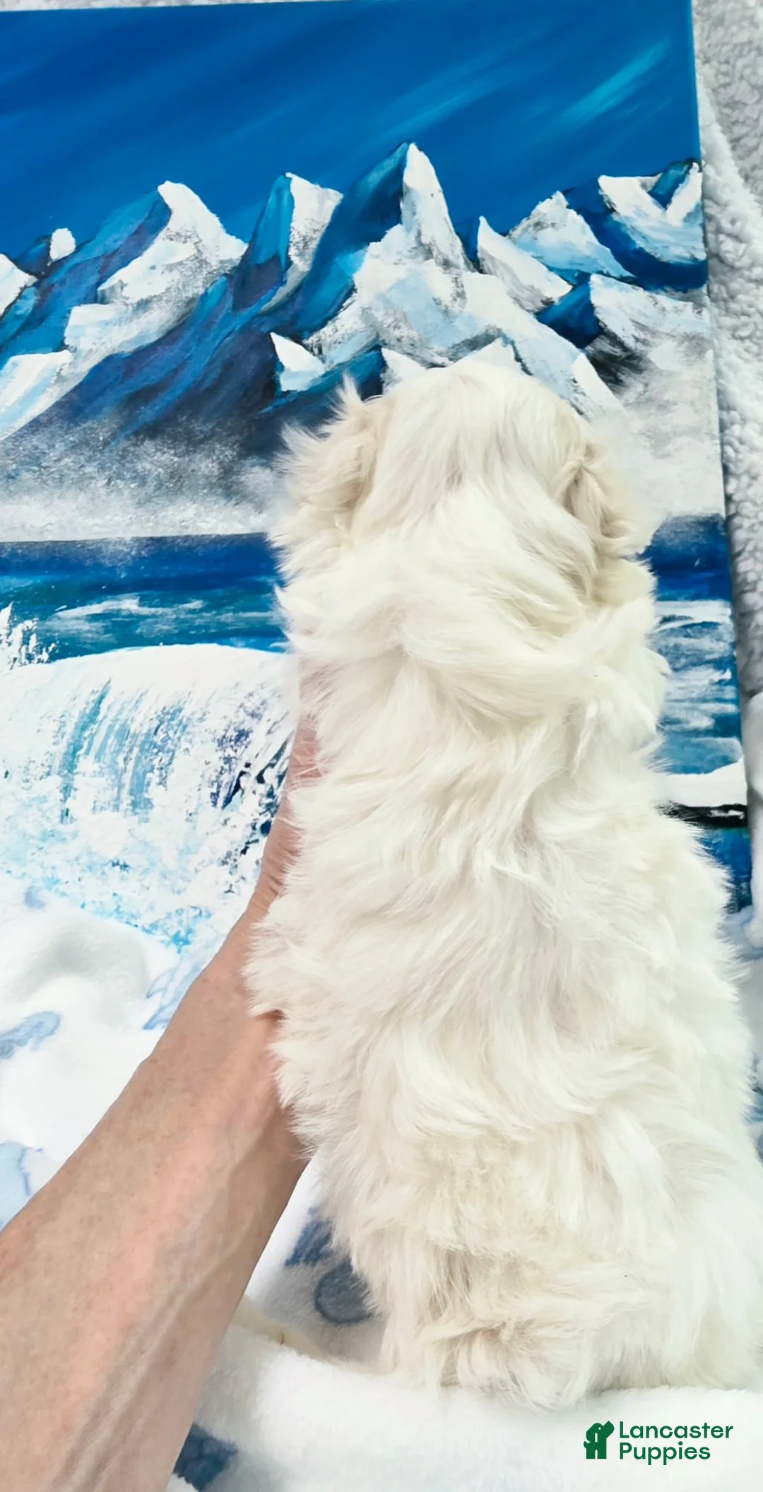 Maltese dogs for sale: Babe - Ad 14