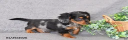 Miniature Dachshund dogs for sale: Jesse - Ad 4