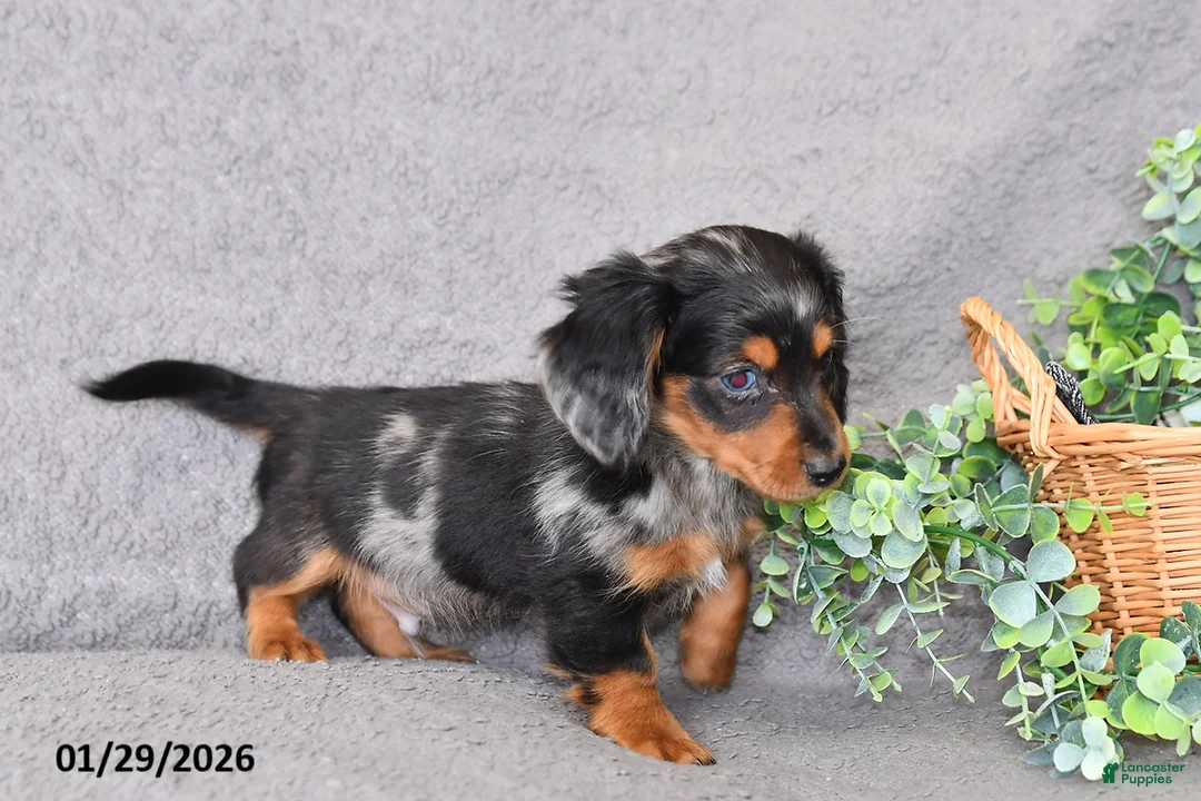 Miniature Dachshund dogs for sale: Jesse - Ad 4