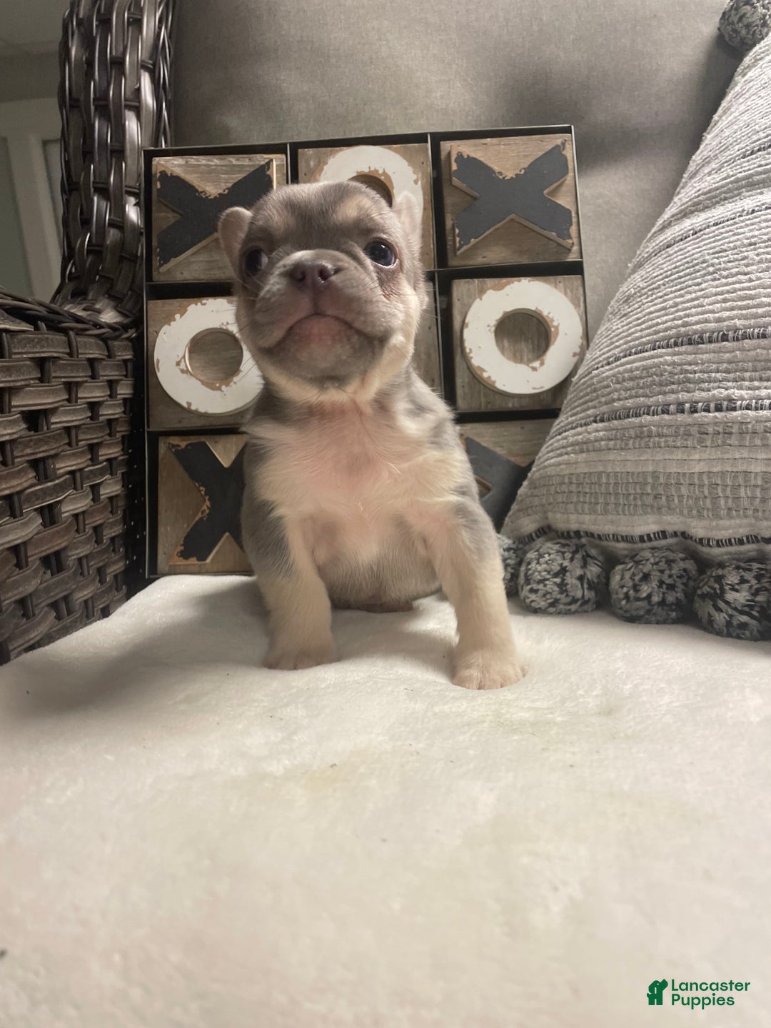 French Bulldog dogs for sale: French Bulldog Puppy 4 - Ad 7