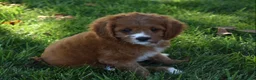 Cavapoo dogs for sale: Macy  - Ad 4