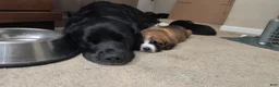 Basset Hound dogs for sale: Torin - Ad 10
