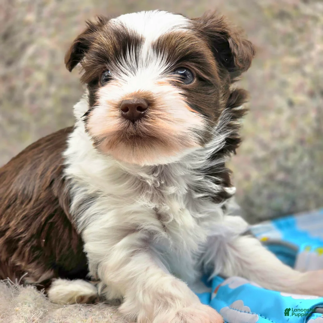 Yorkshire Terrier dogs for sale: Glory - Ad 1