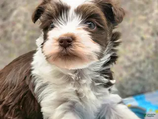 Yorkshire Terrier dogs Glory - Ad 36