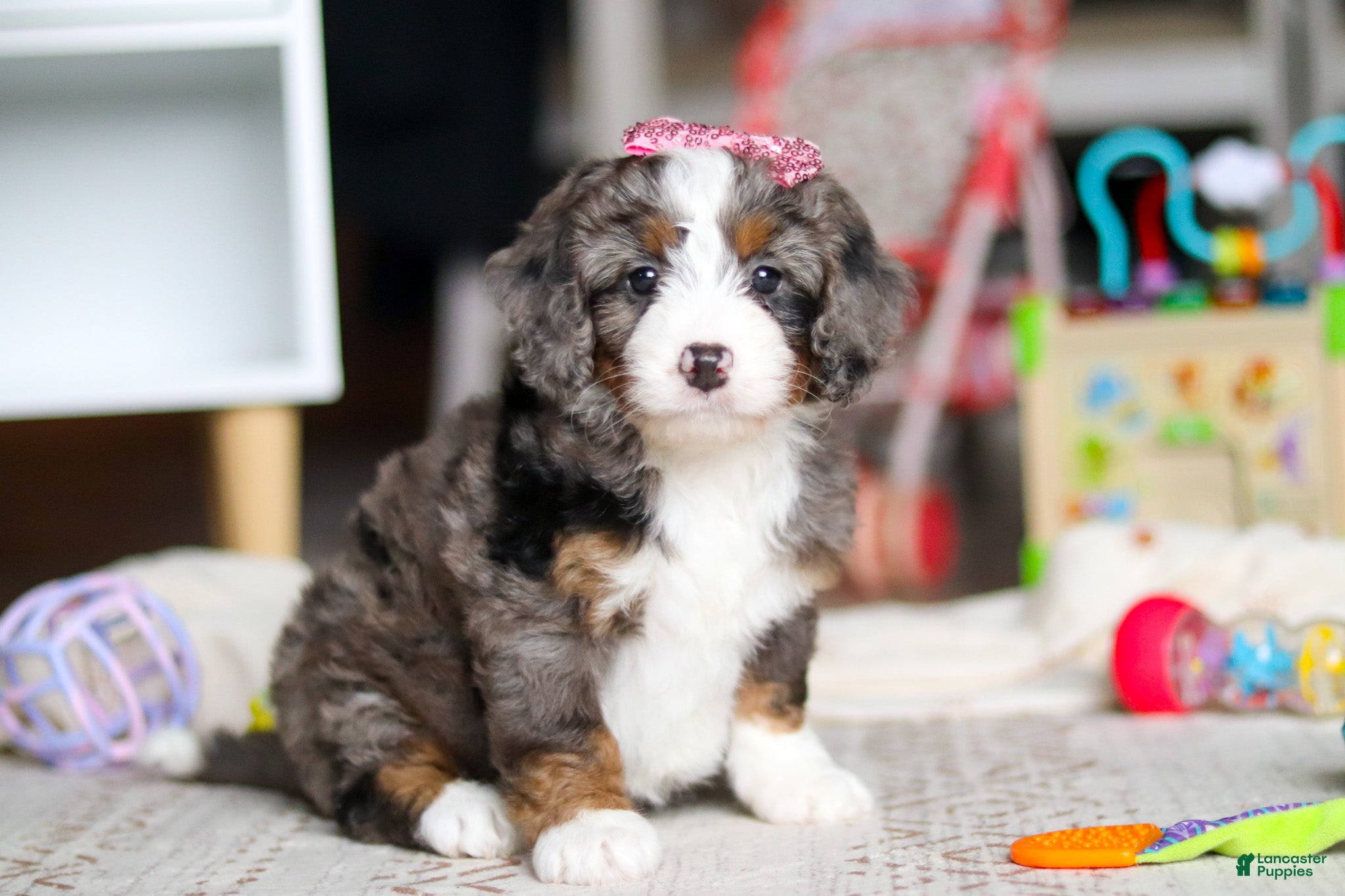 Mini Bernedoodle dogs Cali - Ad 1