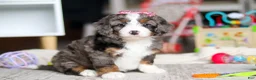 Mini Bernedoodle dogs for sale: Cali - Ad 1
