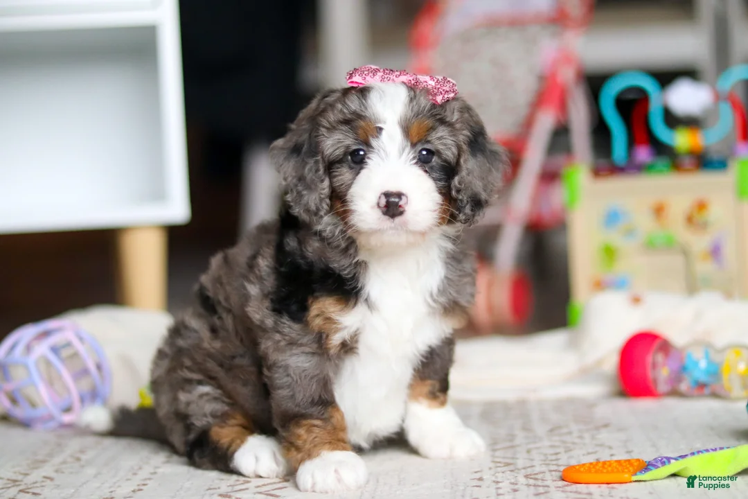 Mini Bernedoodle dogs for sale: Cali - Ad 1
