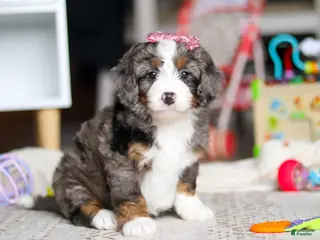 Mini Bernedoodle dogs for sale: Cali - Ad 2