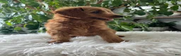 Mini Goldendoodle dogs for sale: Carly - Ad 2