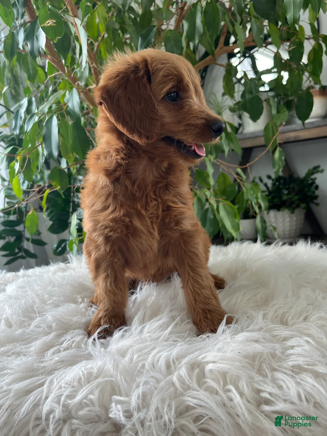 Mini Goldendoodle dogs for sale: Carly - Ad 2