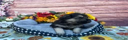 German Shepherd dogs for sale: Onyx - Ad 6