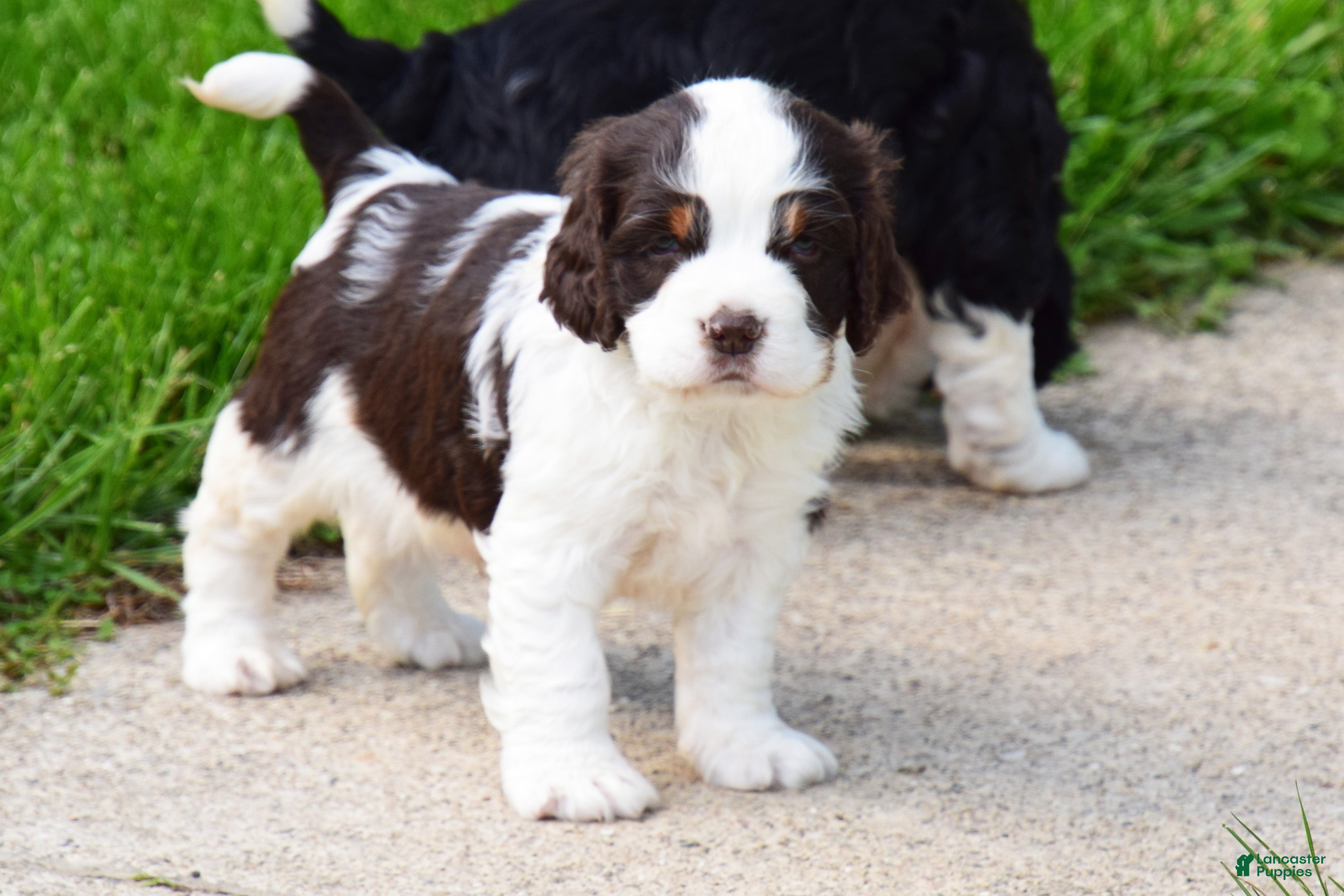 English Springer Spaniel dogs Cosmo - Ad 1