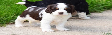 Cosmo