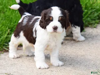 English Springer Spaniel dogs Cosmo - Ad 3