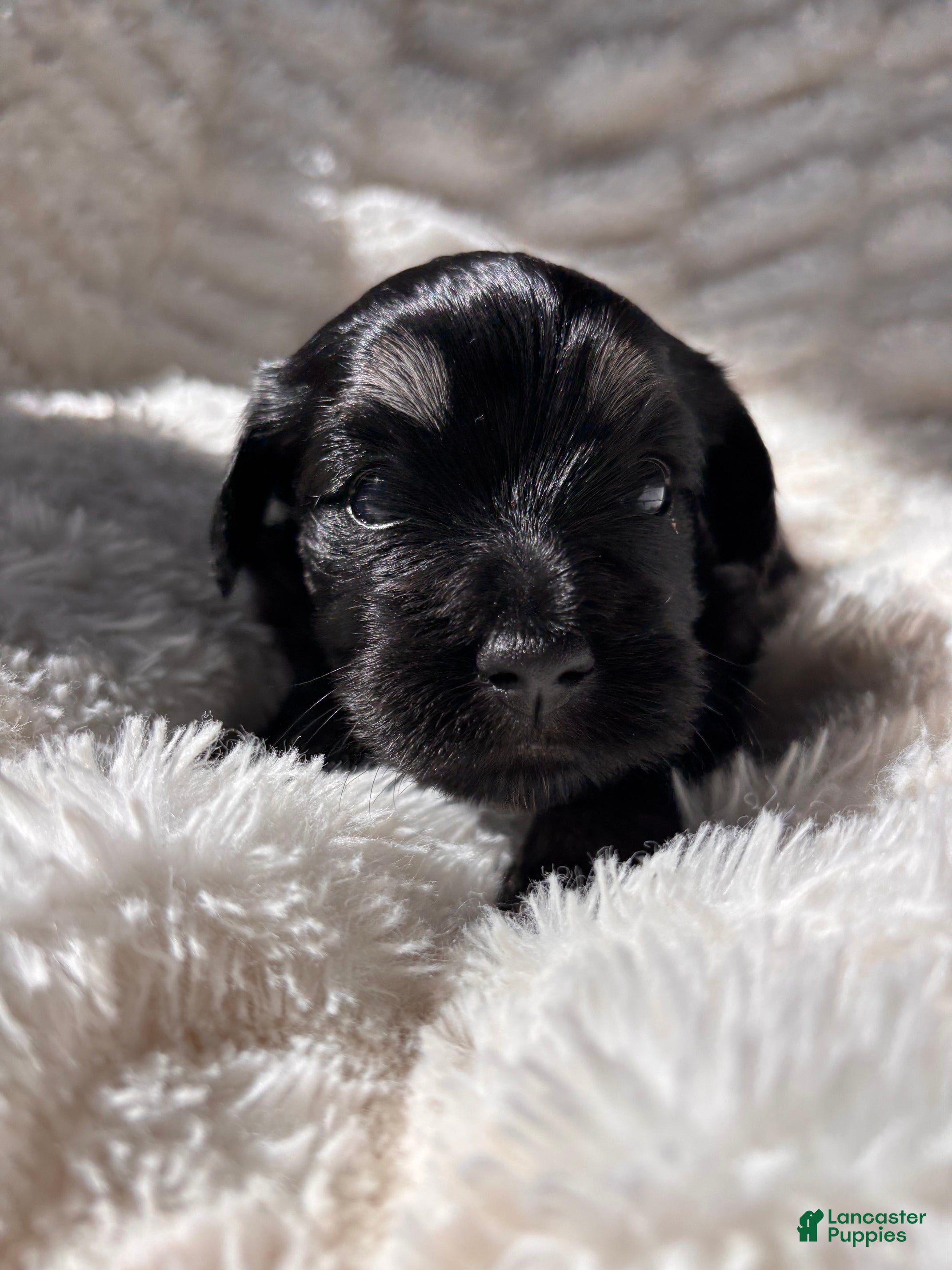 Havanese dogs Glinda - Ad 39