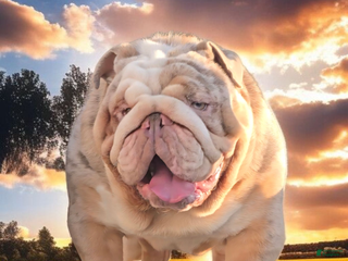 English Bulldog dogs English Bulldog 1 puppies - Ad 5