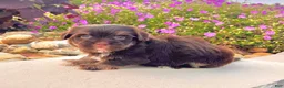 Havanese dogs for sale: Charlotte - Ad 3