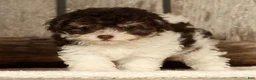 Havapoo dogs for sale: Bella - Ad 8