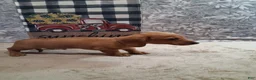 Miniature Dachshund dogs for sale: Husky - Ad 5