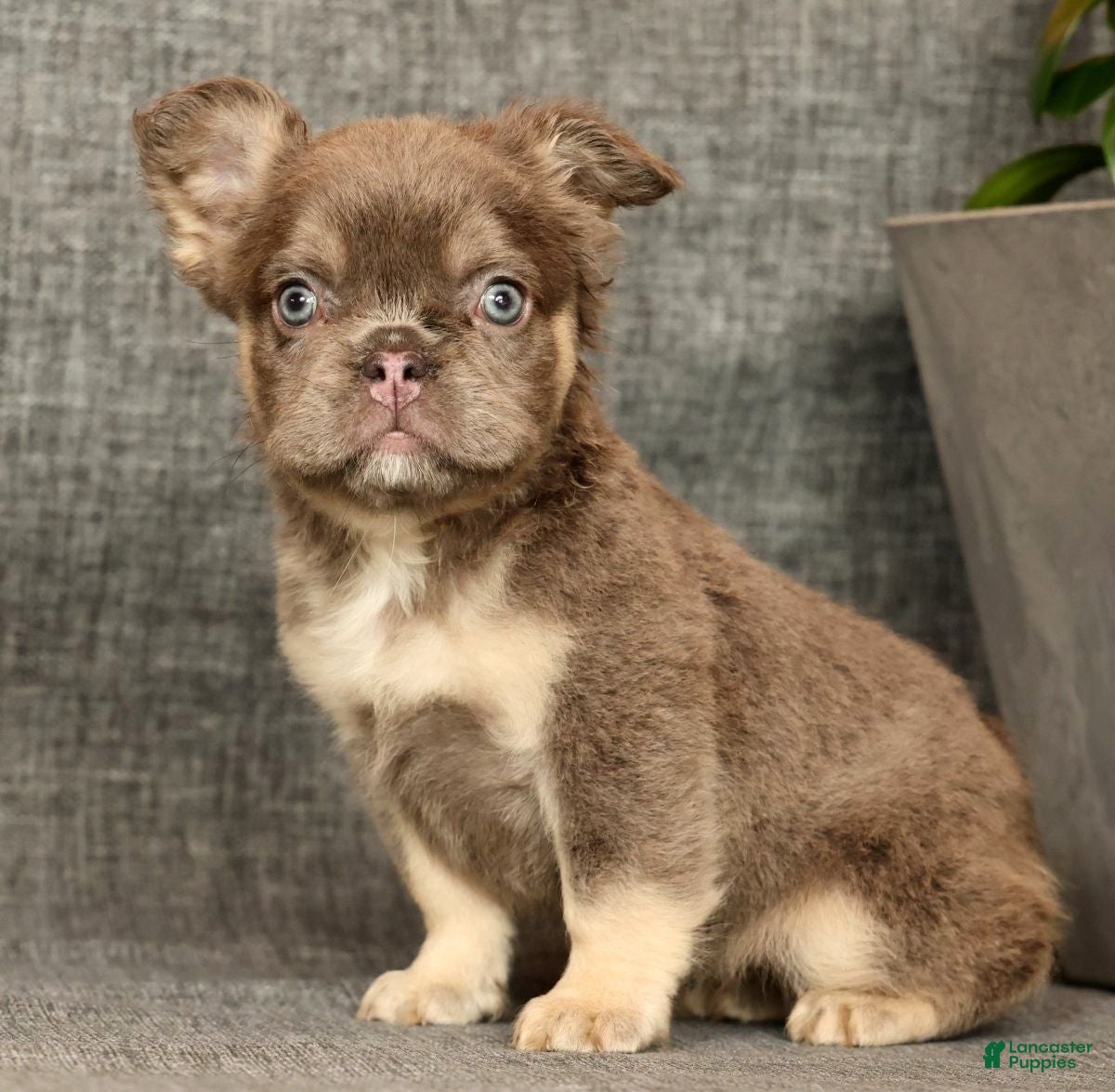 French Bulldog dogs for sale: Dana - Ad 4