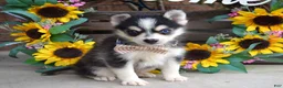 Pomsky dogs for sale: Paxton - Ad 6