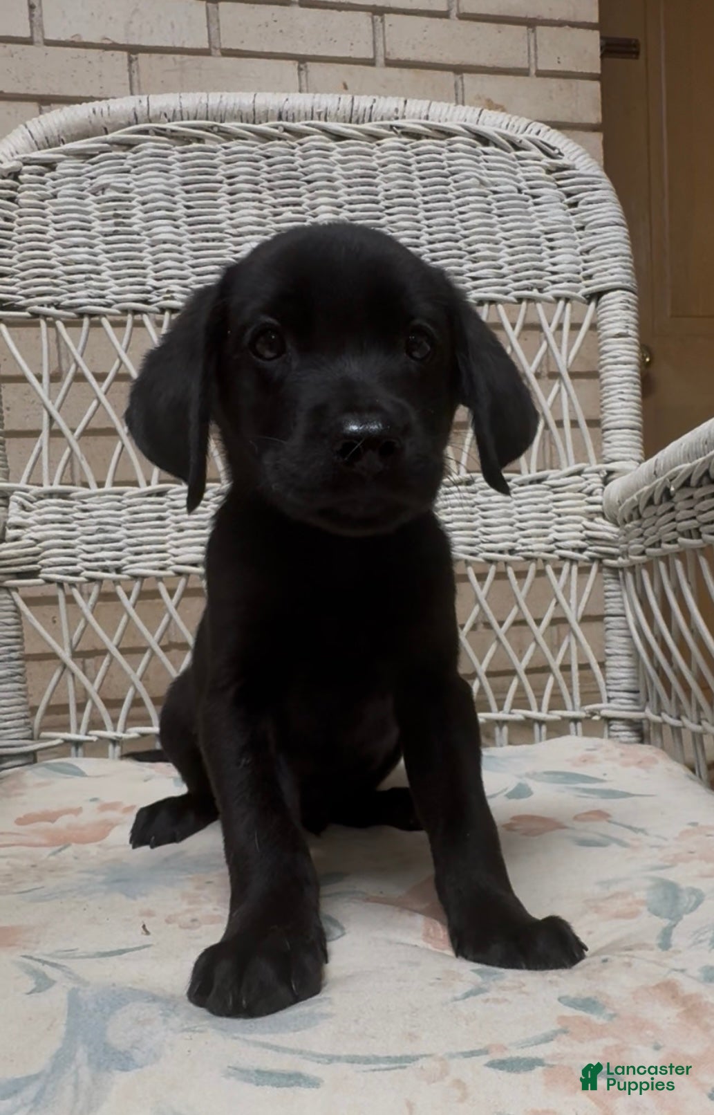 Labrador Retriever dogs for sale: Labrador Retriever Jackie - Ad 40