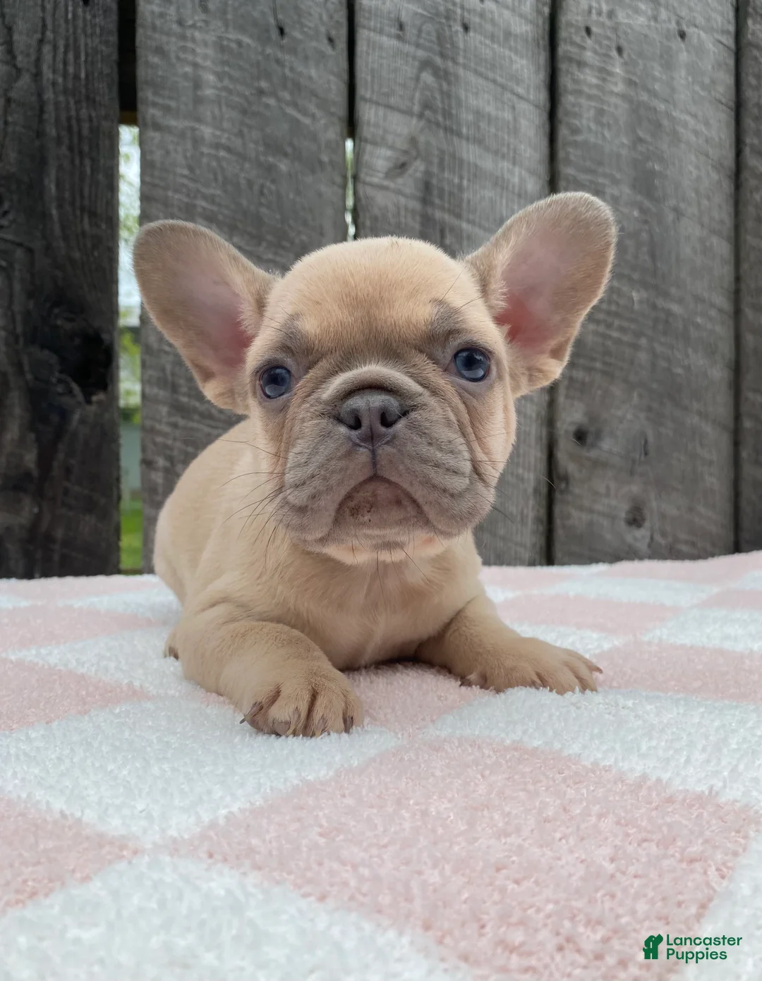 French Bulldog dogs for sale: Jenna - Ad 1