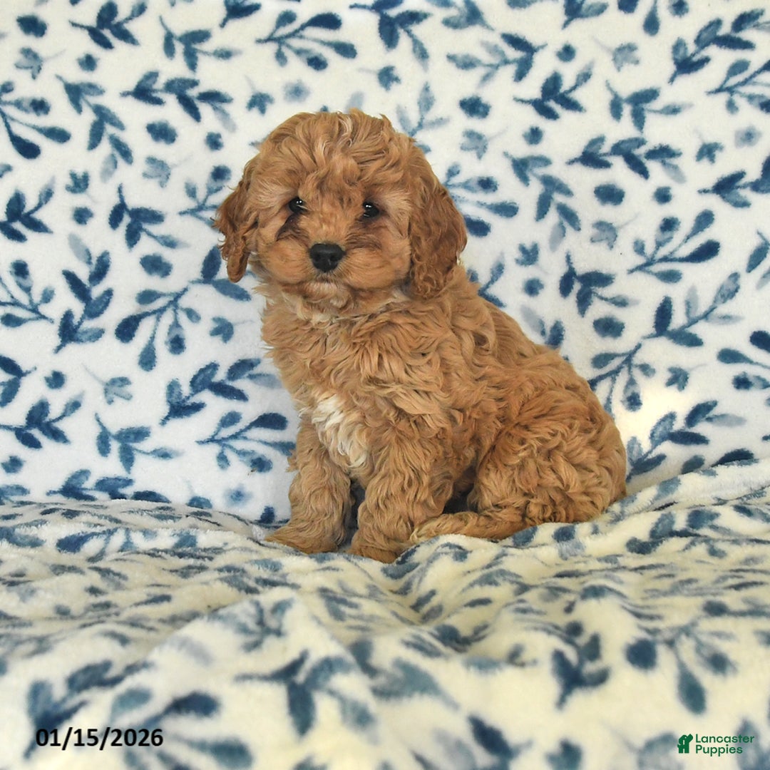 Cockapoo dogs for sale: Macy - Ad 1