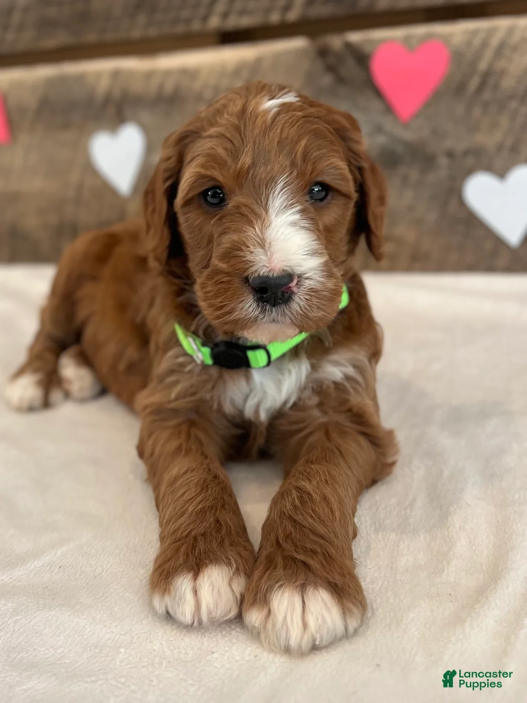 Irish Doodle dogs for sale: Theodore - Ad 10