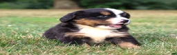 Bernese Mountain Dog dogs for sale: Sawyer - Ad 5