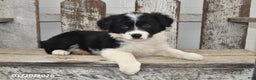 Border Collie dogs for sale: Gracie - Ad 5
