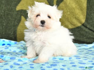 Maltese dogs Indie - Ad 25
