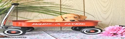 Miniature Dachshund dogs for sale: Ollie - Ad 3