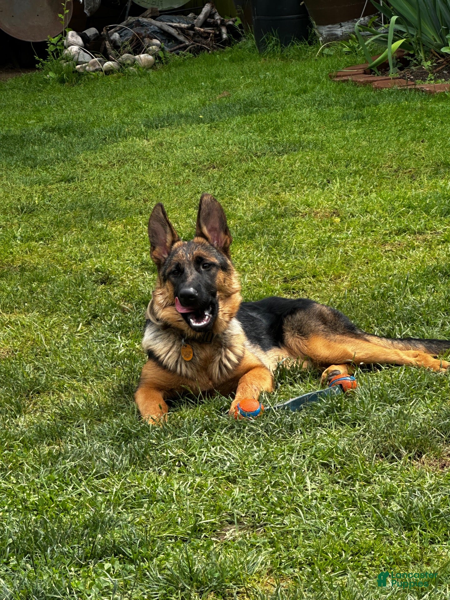 German Shepherd dogs German Shepherd 2 - Ad 1
